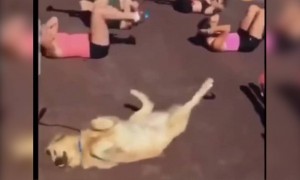 जेव्हा आपल्या कुत्र्याला देखील तंदुरुस्त रहायचे असेल..!!