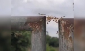 माणसाला कधी जमणार हे..!