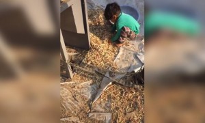 ही चिऊ ताई किती कामे करते...!!