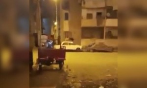 लॉकडाऊनमध्ये या कुत्र्यानी फार मजा केली आहे..!!