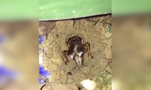 रात्रीच्या अंधारात किर्रर्रर्रर्रर्र आवाज करणारा रातकिडा कसा असतो बघा