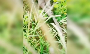 प्रेमाची सावली म्हणजे आपली आई #मातृदिनाच्या_हार्दिक_शुभेच्छा #आई