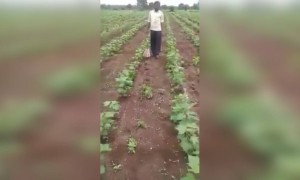 शेतात पिकाला रासायनिक खत घालण्याचे आधुनिक तंत्रज्ञान. किंमत फक्त २० रुपये शेतकऱ्यांचा नादच खुळा.