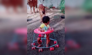 या लहान बाळाचा हा क्युट व्हिडिओ आवडल्यास नक्की कळवा