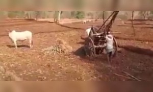 खरंच, माया जर लावली तर प्राणीही किती माणसाची भाषा समजतात