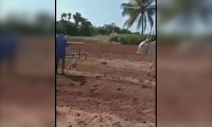 नाद नाय करायचा #शेतकऱ्याच्या जोडीचा एक शेअर तर झालाच पाहिजे राव ️