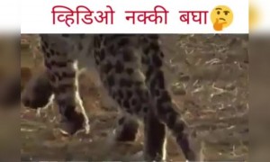 निसर्गातील सर्वात सुंदर क्षण मनुष्यापेक्षा प्राणी किती दयाळू असतात पहा..!!