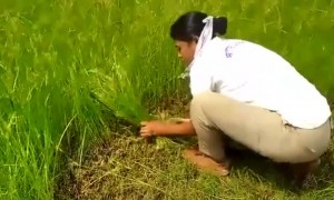 शेतकऱ्यांची पोरं आम्हाला फक्त ड्युटी नसते तर सर्व काम करावं लागते पण हे लोकांना कोण सांगणार..!!