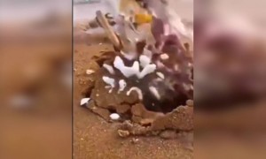 निसर्गातील न पाहिलेल्या काही गोष्टी