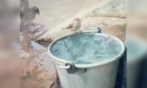 असा सुंदर व्हिडिओ नेहमी पहायचा असेल तर पाणी वाचवा...!