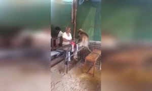 तुम्ही कधी..माकडा सोबत जेवण केलंय का.? या गृहस्थानी केलं....