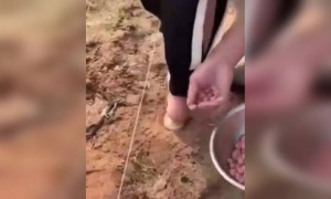 फॅशनेबल मुलिशी लग्न झाल्यावर ती म्हणाली की मी शेतात काम करनार नाही, पण नवरा लई शहाना !