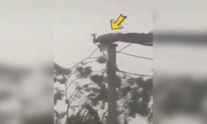 जीवनात संकट खूप असतात त्यांना सामोरे जा..!!!