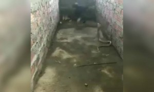 आई कोणत्याही रुपात असो. योद्धाच असते!