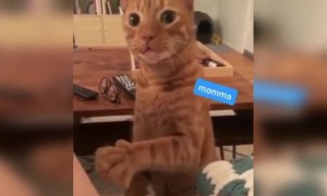 हे मांजर त्याच्या आईशी कसे बोलत आहे पहा.!!