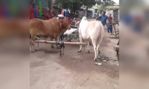 याला म्हणतात शिकवण हे फक्त 1 भूमीपुत्र च करू शकतो.