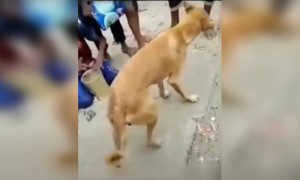 लावणी शिकवत आहेत वाटत..