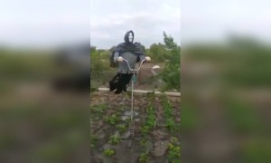 ऍडव्हान्सड बुजगावणे..️ पाखरुचं काय माणूस पण घाबरून गचकायचा..