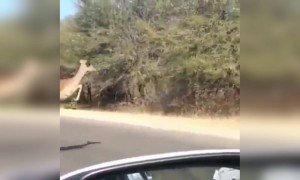 या पेक्षा भारी ट्रॅफिक जॅम असूच शकत नाही..!