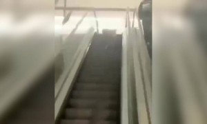 कुत्रा पण बोलत असेल यार कुठे येऊन फसलो