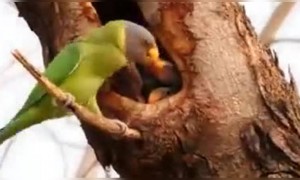 खूपच दिवसांनी बघण्यात आलेले पंचरंगी पोपटाचे घरटे... पहा हा खास व्हिडिओ....