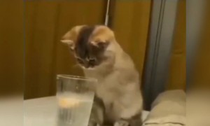 जेव्हा तुमच्याकडून चुकून बिस्कीट चहाच्या कपात पडत..!!😍😂