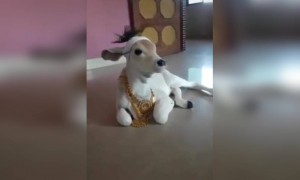 किती सुंदर दिसतेय कान्हाचे वासरू..😍 ज्यांना ज्यांना आवडलंय त्यांनी लाईक करा मग पटापट👍👍