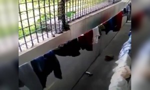 कपडे दोरीवर वाळत घालतांना लक्ष दया, दोरीवर पण साप असतो. 🧐