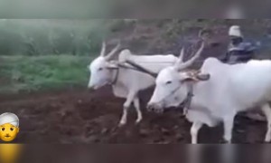 काहीही झाले तरी शेतकरी हार मानत नाही, …