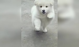 छोटे छोटे पिल्लू 😍😍 असा वाटत आपल्या कडे पण असावं छोटे पिल्लं 😝