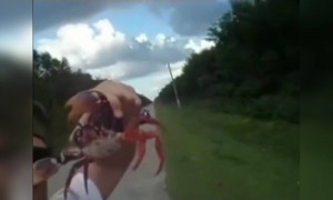 याला काय सिद्ध करायचं होत..😂😂 खेकड्याची नांगी स्ट्राँग आहे की याच नाक