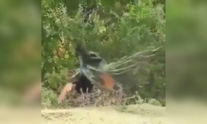 मोराला कधी मोरपीस फुलवताना पाहिले आहे का नसेल तर बघा हा व्हिडिओ 😍👌👌