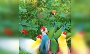 आजचा सगळ्यात सुंदर विडिओ 😍😍👌