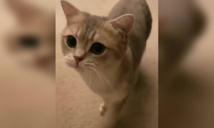 क्युट मांजर