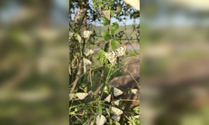 सुंदर फुलपाखरू...