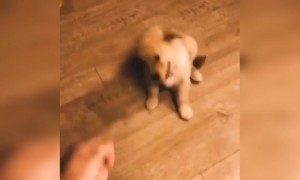 भारी छोटे