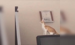 वेड्या गोष्टी केल्या तर असेच होईल..😂😂