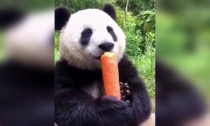 भुकेला पांडा !