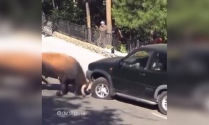 बैल ची टक्कर