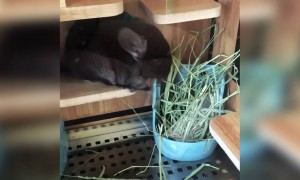 क्युट ससा