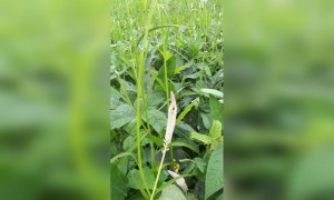 याला म्हणतात नेचर मधली