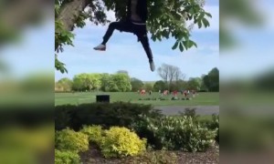 झाडाला लटकला