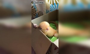 मस्त आहे हा विडियो