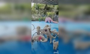 कुत्र्यांची खेळणी