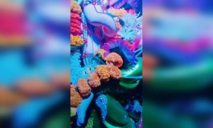 गणपती बाप्पा