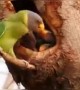खूपच दिवसांनी बघण्यात आलेले पंचरंगी पोपटाचे घरटे... पहा हा खास व्हिडिओ....